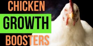 A Guide to Broiler Chicken Growth Booster & Probiotics