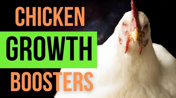 Chicken Growth Boosters