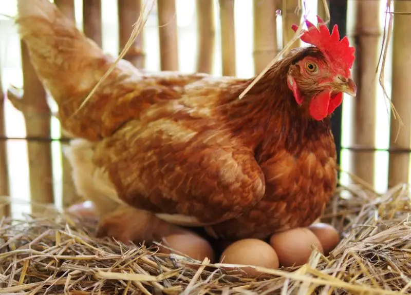 A chicken laying eggs