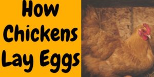 Egg Production Cycle & How Chickens Lay Eggs