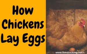 How Chickens Lay Eggs