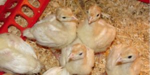 How to Brood & Care for a Baby Turkey