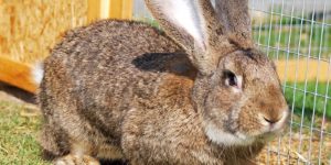 Flemish Giant Rabbit – All Breed Information