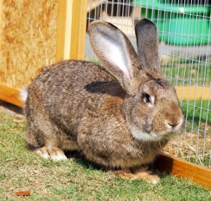 Flemish Giant Rabbit