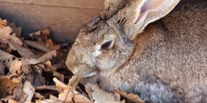 Flemish Giant Rabbit – All Breed Information