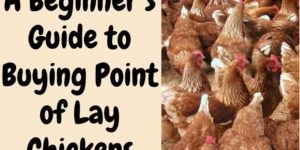 A Beginner’s Guide to Buying Point of Lay Chickens