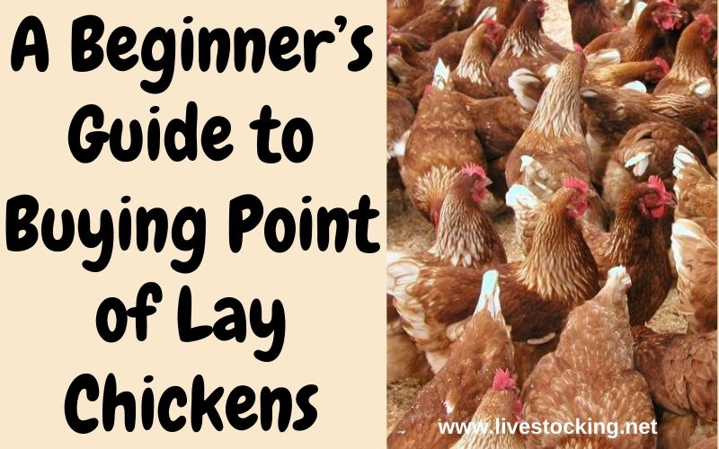 guide to buying point of lay chickens