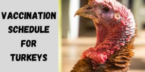 Vaccination Schedule for Turkeys