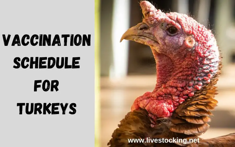 Vaccination Schedule for Turkeys