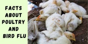 7 Facts About Poultry and Bird Flu
