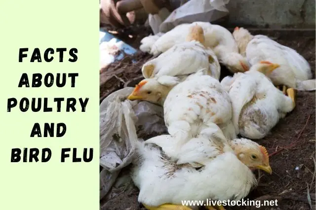 Facts About Poultry and Bird Flu