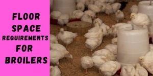 Floor Space Requirements for Broilers & Layers + Calculator