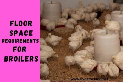 Floor Space Requirements for Broilers