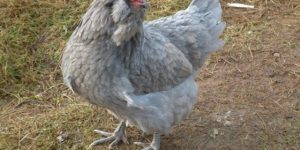 Ameraucana Chicken Breed Information & Guide