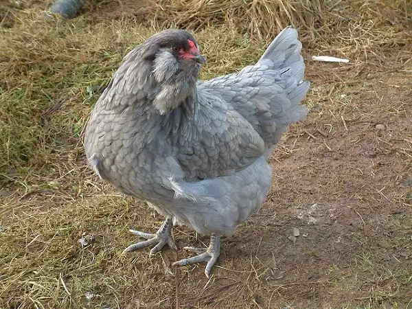 Ameraucana Chicken Breed