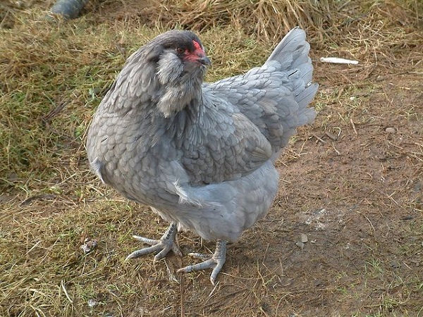 Ameraucana: Chicken Breed Information And Owner'S Guide 