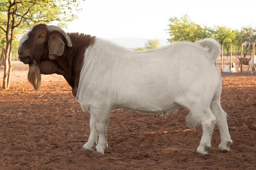 Adult Boer Buck