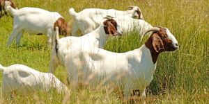 Boer Goat Breed Information