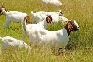 Boer Goat Breed