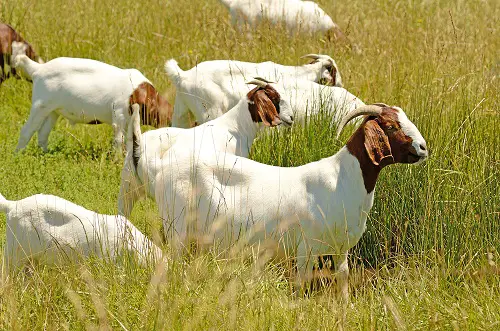 Boer Goat Breed