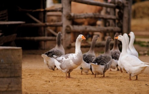 Geese Farming Guide