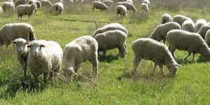 A Beginner’s Guide to Sheep Farming