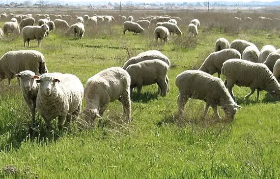 Sheep Farming Guide