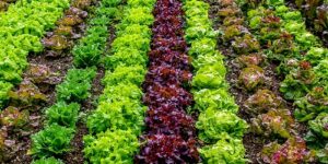 Vegetation Indices: How to Use Them in Farming