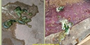 Green Chicken Poop: Causes & Best Ways to Treat