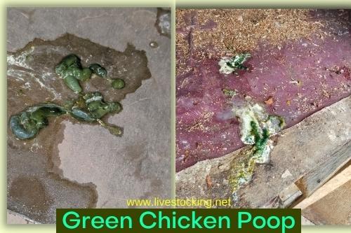 Green Chicken Poop