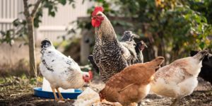 How to Deworm Chickens Naturally + Prevention Tips