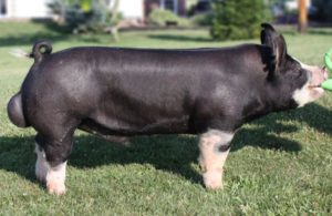 Berkshire Pig