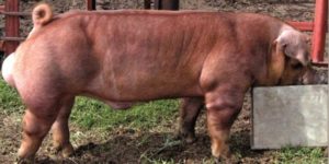 Duroc Pig: Facts & Characteristics