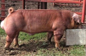 Duroc Pig Breed