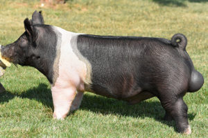 Hampshire Pig