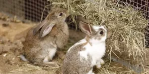 What to Feed Your Rabbits