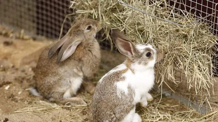 Rabbit Feed: What to Feed a Rabbit