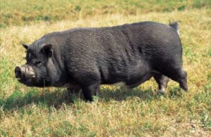 Vietnamese Pot-bellied Pig