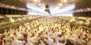 The Nutritional Requirements of Broiler Breeders (Parent Stock)