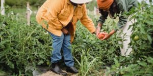 How to Start a Successful Garden