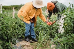 How to Start a Successful Garden