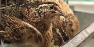 Sample Feed Formulas for Quails