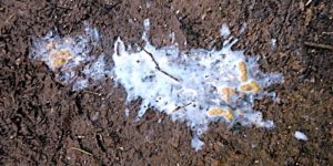 White Diarrhea in Poultry: Causes & Treatment