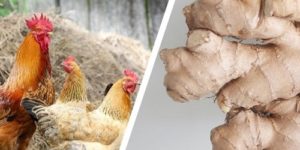 Ginger for Chickens: Benefits & How to Prepare