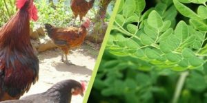 Moringa for Chickens: Benefits & How to Prepare