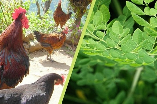 Moringa for Chickens