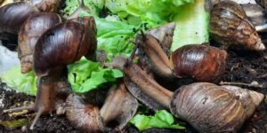What Do Snails Eat? Top 8 Natural Snail Food