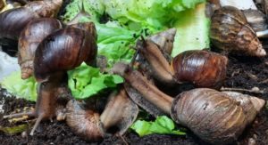 Snail Food and Feed