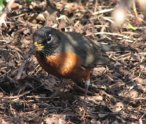 what do robins eat