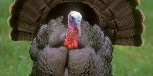 What Do Turkeys Eat?